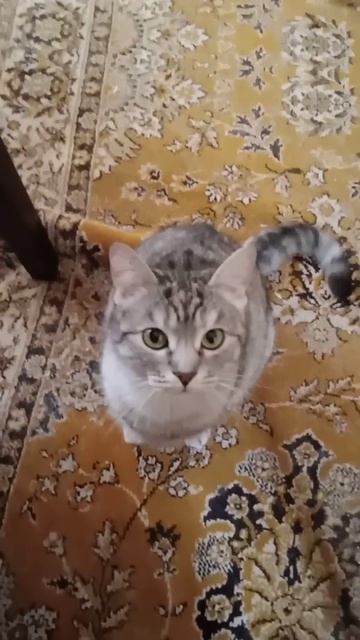Мята беспокойно нявкает утром #cat #кот #котик смотреть онлайн