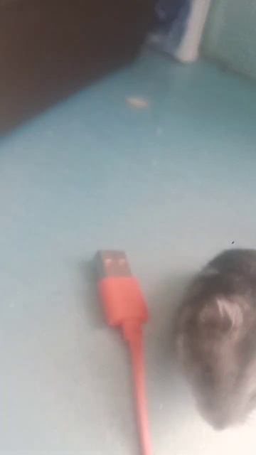 у него есть клетка смотреть онлайн