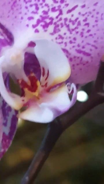 Самый красивый цветок #flowers #amazing #fypシ смотреть онлайн