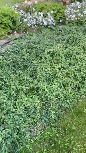 Откос из Барвинка малого смотреть онлайн