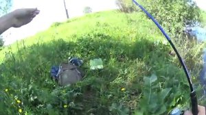 майский голавль