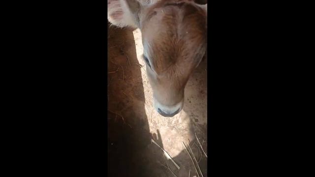 Наши телята научились есть сено смотреть онлайн