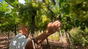 Виноград на горизонтальной шпалере. ВВК. 12 часть!