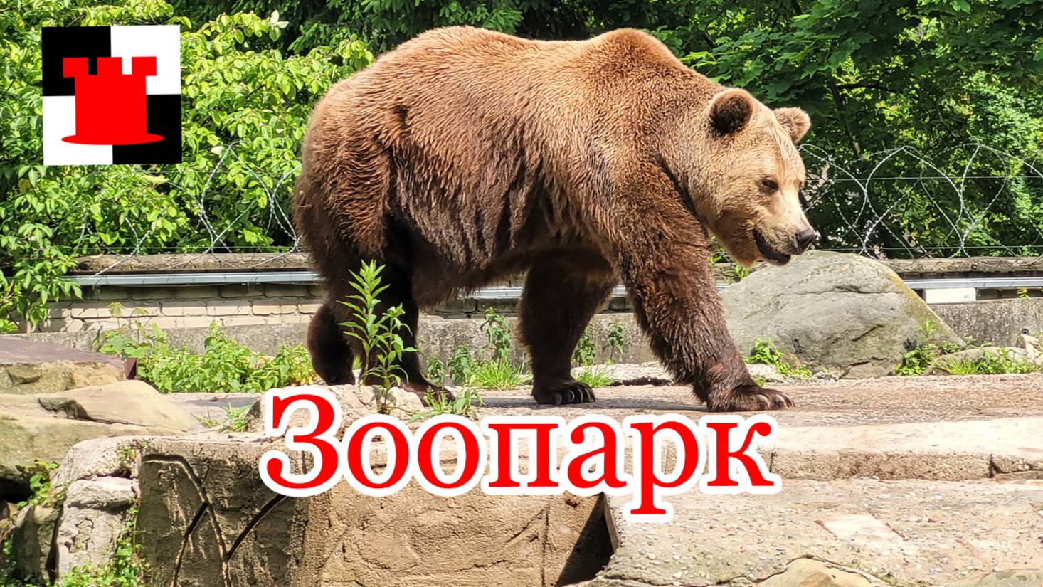Калининградский зоопарк: Лея, Тигран, Фима и другие... смотреть онлайн