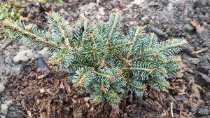 Посадила пихту корейскую Таня и Блю Эмперрор 24.11.24.