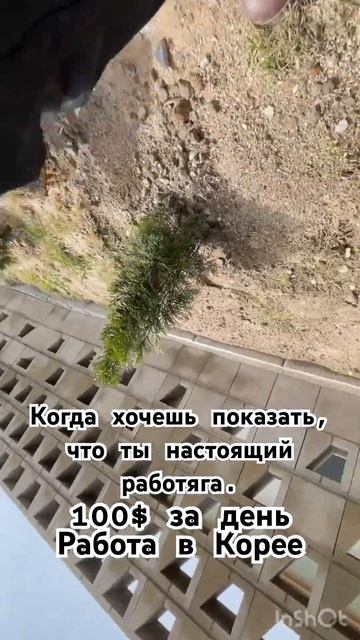 Гастарбайтер в Корее. #корея#работавкорее #деньги #ден? смотреть онлайн