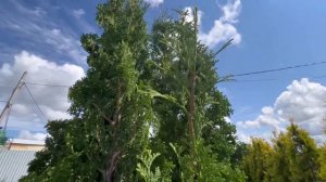 Туя западная Дегрут Спайр «Degroot’s Spire”