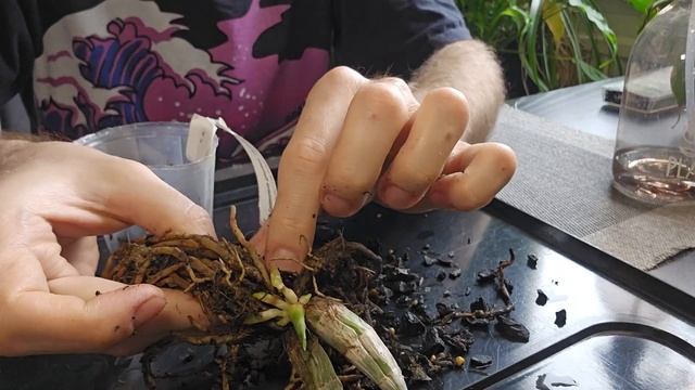 Орхидея Catasetum (Катасетум). Как правильно посадить посл?