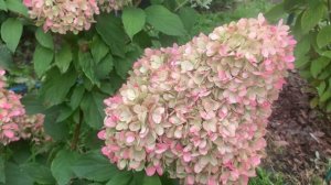 4.09.2024.Хакасия.Гортензия Литл Фреско.🌺