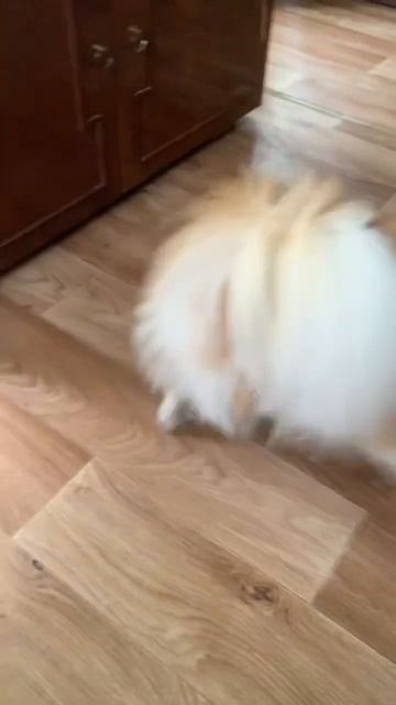 #собаки эй,есть кто дома?) смотреть онлайн