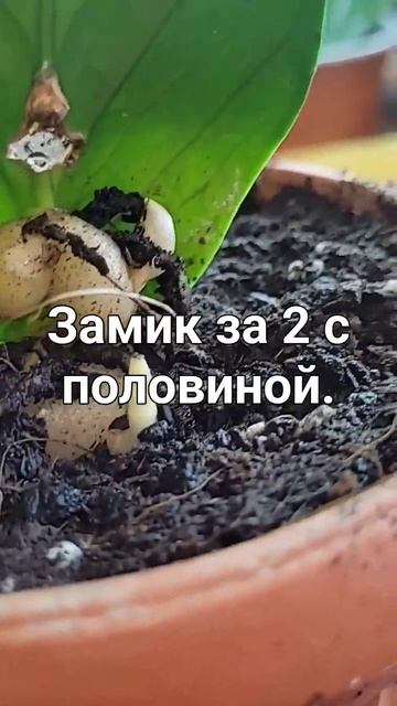 Замиокулькас с листа за 2 с половиной месяца. смотреть онлайн