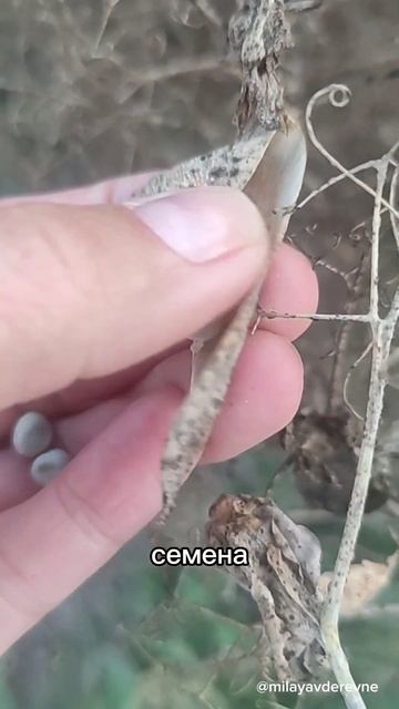 Органический горох #органическаяпродукция #горох #сем смотреть онлайн