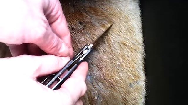 Нож Ganzo Firebird F6802AL с сайта gearbest смотреть онлайн