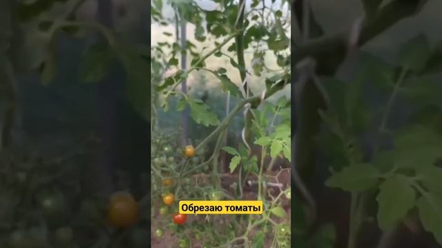 Томаты созревают хорошо в кистях, когда нет нависающи? смотреть онлайн