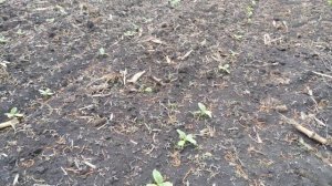 Обработка всходов подсолнечника 🌻🌻🌻