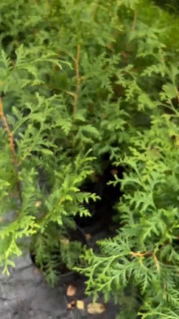 ТУЯ ЗАПАДНАЯ БРАБАНТ🌲Доставка по всей России📦Для з? смотреть онлайн