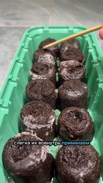 Как получить быстрые всходы дихондры смотреть онлайн