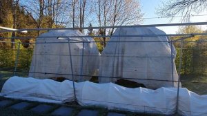 Спасаем плодовые деревья от заморозков. Самый надёжны