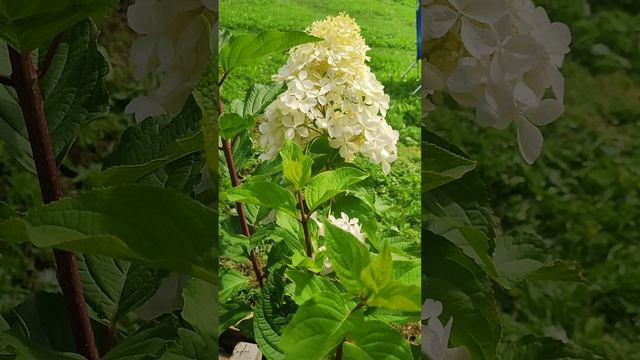 Фантом. Так уж ли неприхотлива метельчатая гортензия?