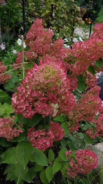Fraise Melba 🍓🍨 в конце августа😍