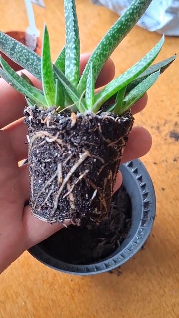 Стильна рослина ГАСТЕРІЯ і ПРАВИЛА ПЕРЕСАДКИ РОСЛИН #? смотреть онлайн