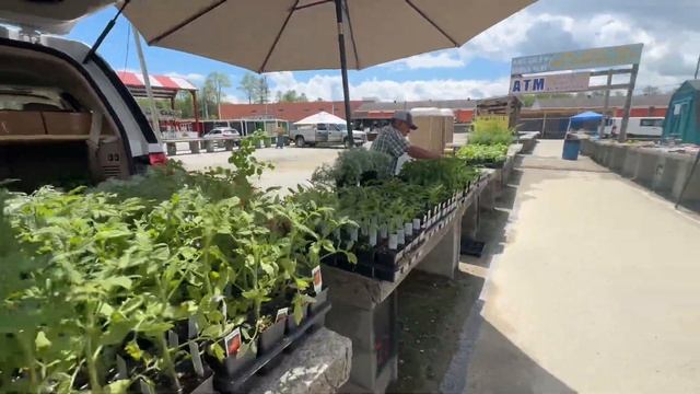 В Америке на рынке тоже продают рассаду помидоров пер?