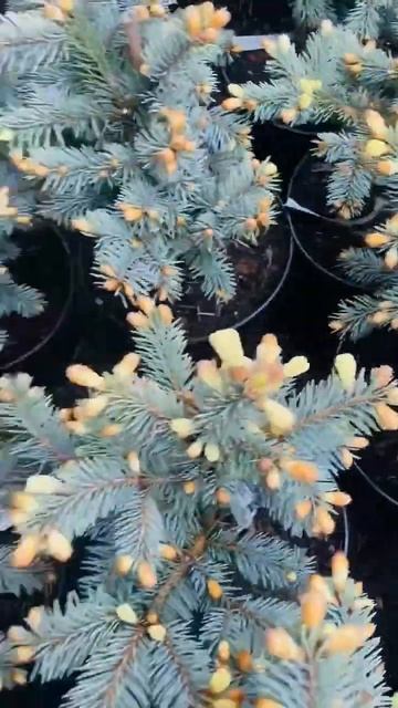 Ель Биалобок🌲продажа в телеграмм ,( ссылка на канал, и смотреть онлайн