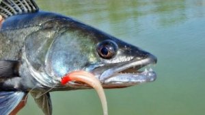 Оснастка которая ловит 100% . Попробуй и убедись!