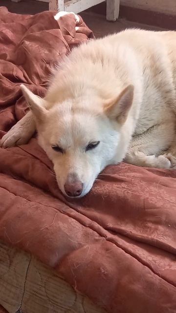 Белладонна #собака смотреть онлайн