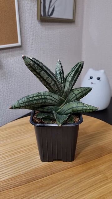 Сансевиерия Рокер (sansevieria ROCKER) спустя месяц с посадки смотреть онлайн