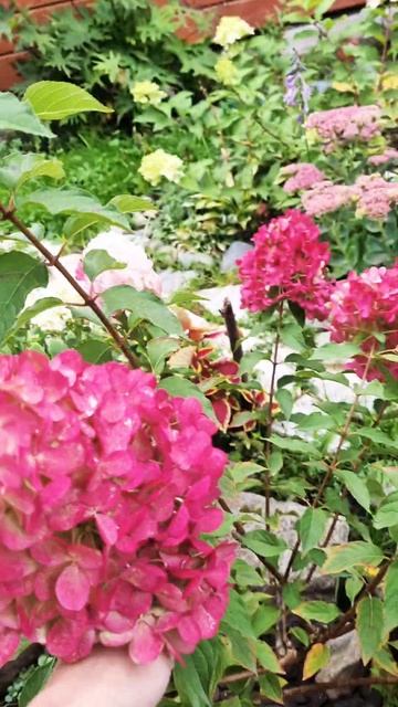 Гортензия Vanille Fraise