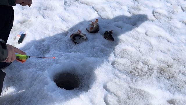 Последняя рыбалка на льду. #рыбалка #рыбалканаозере #nat смотреть онлайн