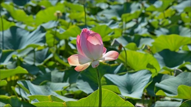 Лотосы | Первомайские пруды | Большой Лотос