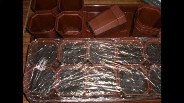 Де барао-надійний бразильський сорт пізніх томатів