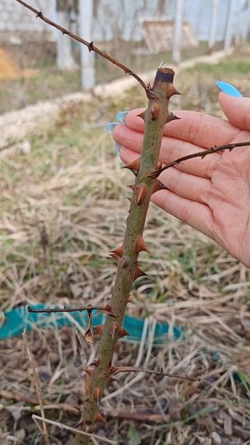 Весна на даче #природа #тюльпаны #пионы #дача #огород #о? смотреть онлайн