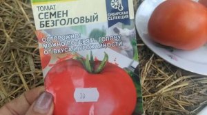 обзор томата 🍅,, Семён Безголовый,, от,, семена Алтая,,
