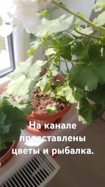 мои домашние сортовые пеларгонии смотреть онлайн