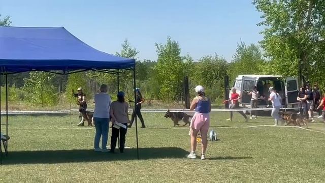 ЮНИОРЫ СУКИ / КЧК АНГАРСК 25 мая`25 Ю.Скиба Моно немецких овчарок