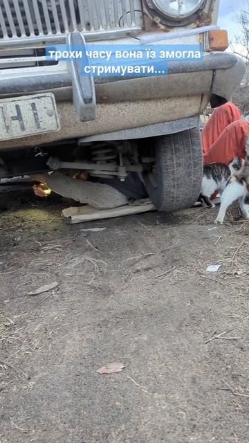 223 #shorts #котики #cat #автолюбитель #соболь #змз406 #ремонт #и смотреть онлайн