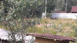 хороший сосед-мёртвый сосед