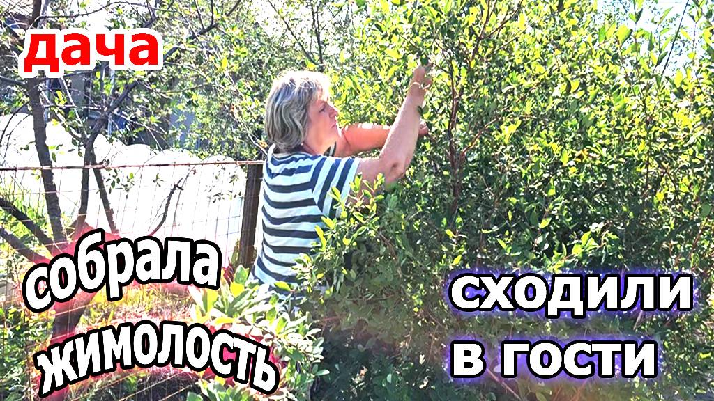 Дача.Собрали жимолость.Сходили в гости к детям.Ожоги на гортензии.Красивые пионы.Июнь 2025 смотреть онлайн