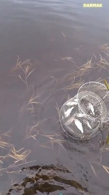 🤗 ПЛОТВА ПО ОТКРЫТОЙ ВОДЕ 🐟 смотреть онлайн