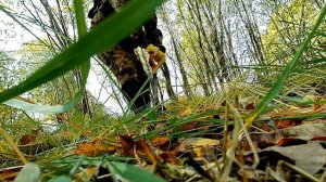 Копаю с разными настройками Minelab X-Terra Pro. ВДИ, озвучка, ч