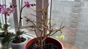 Бугенвиллия . Почему сбрасывает листья  и как ей помоч?