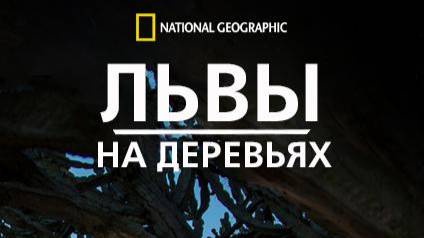 Львы на деревьях  | Tree Climbing Lions | NAT Geo