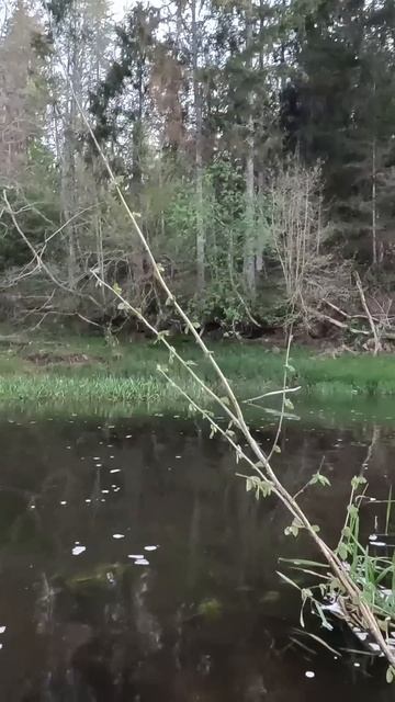 Закидуха на лесной речке. #рыбалка #cope #adventuresbrothers