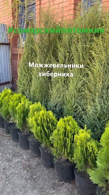 Можжевельник хиберника в наличии в Самарском питомни? смотреть онлайн