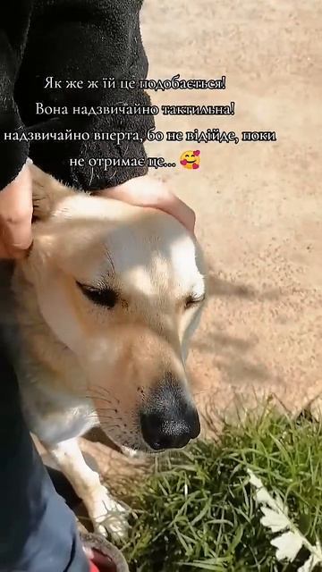 Моя любов 🐕 #моясобака #моясобакаизприюта #домашниеж? смотреть онлайн