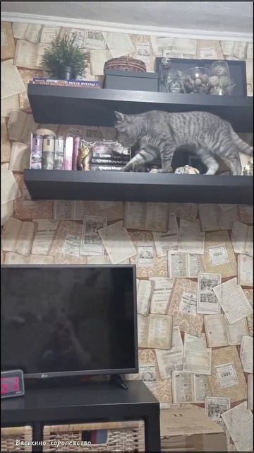 Когда учуял новую игрушку с кошачьей мятой #cat #котики # смотреть онлайн