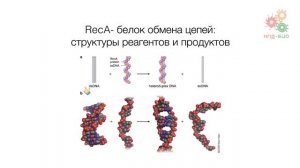 Перестройки генома. Гомологичная рекомбинация ДНК